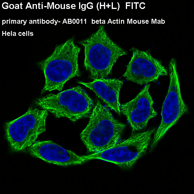 Goat Anti-Mouse IgG (FITC)