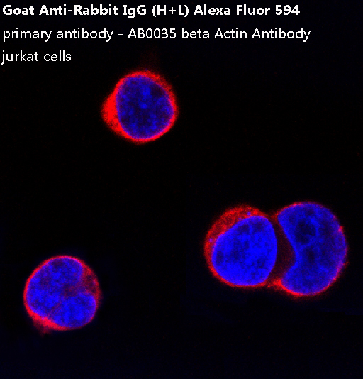 Goat Anti-Rabbit IgG (AF594)