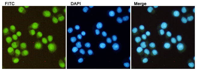 DiMethyl-Histone H3 (K27) Ab