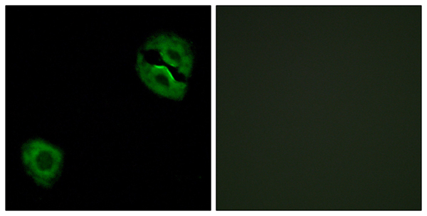 Collagen XIX alpha 1 Ab
