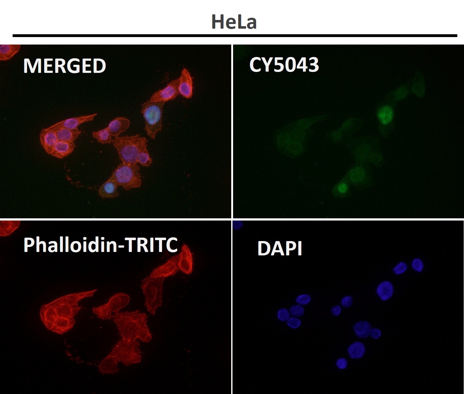 p-CREB1 (S133) Ab