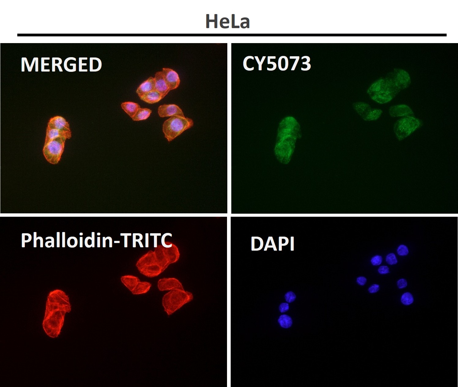 Sonic hedgehog protein Ab