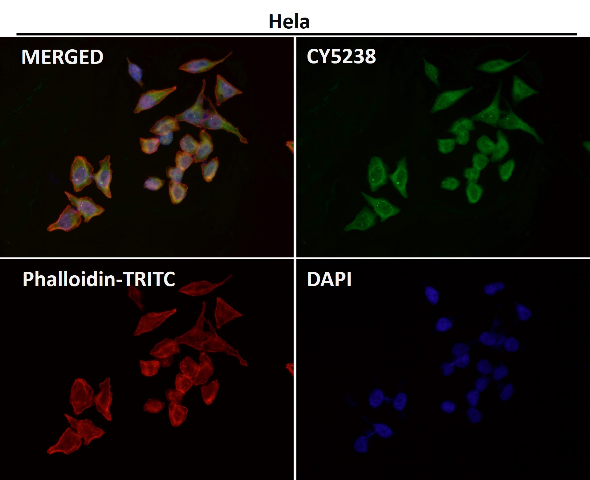 CD86 Ab