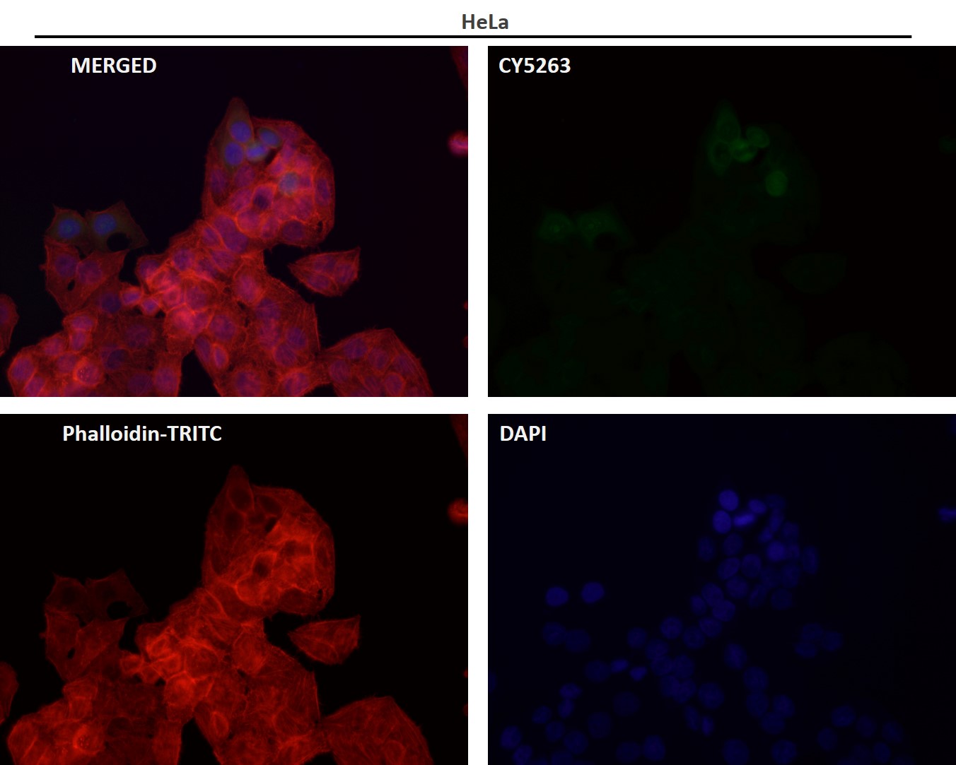 APAF 1 Ab
