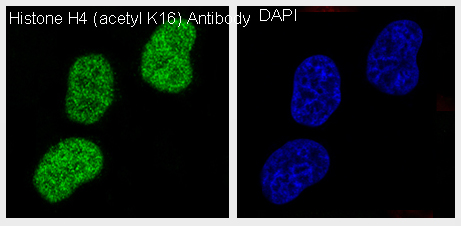 Acetyl-Histone H4 (K16) Ab