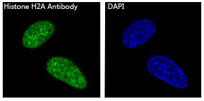 Histone H2A Ab
