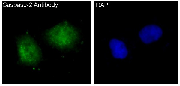 Caspase 2 Ab