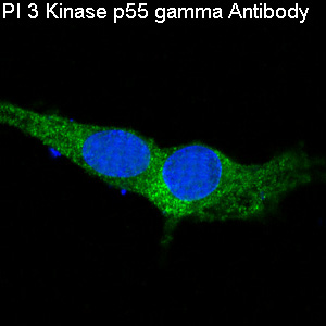 PI3 kinase p55 gamma Ab