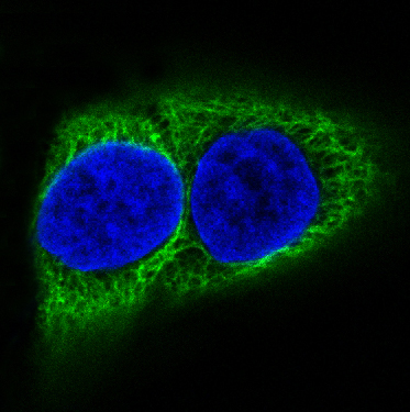 Cytokeratin 10 Ab