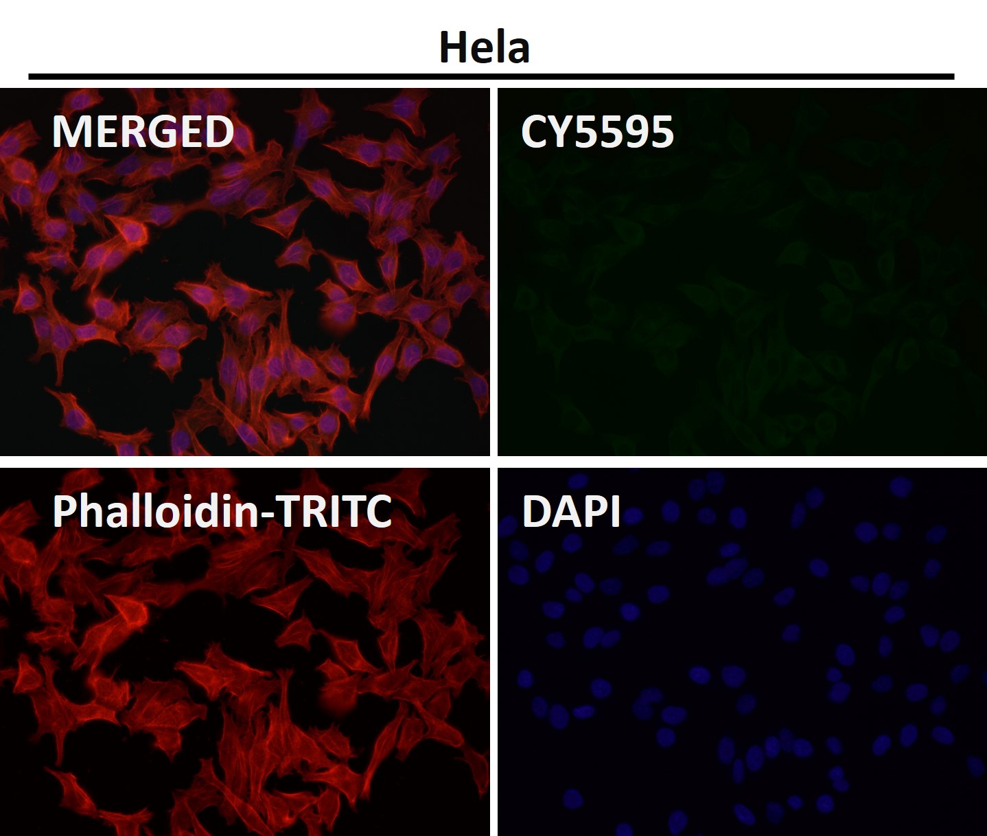 HDAC3 Ab