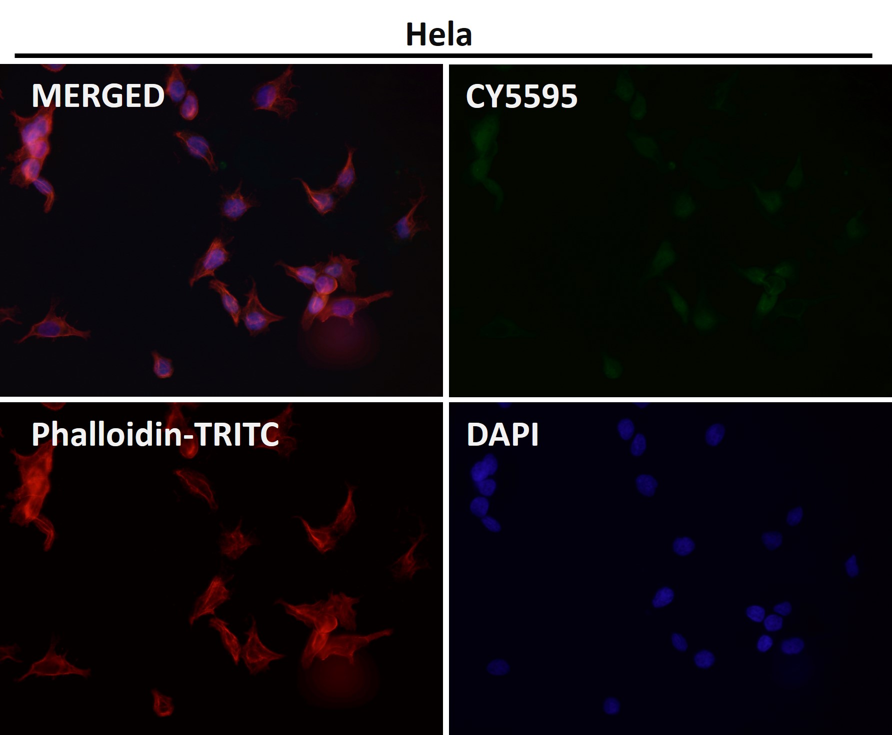 HDAC3 Ab
