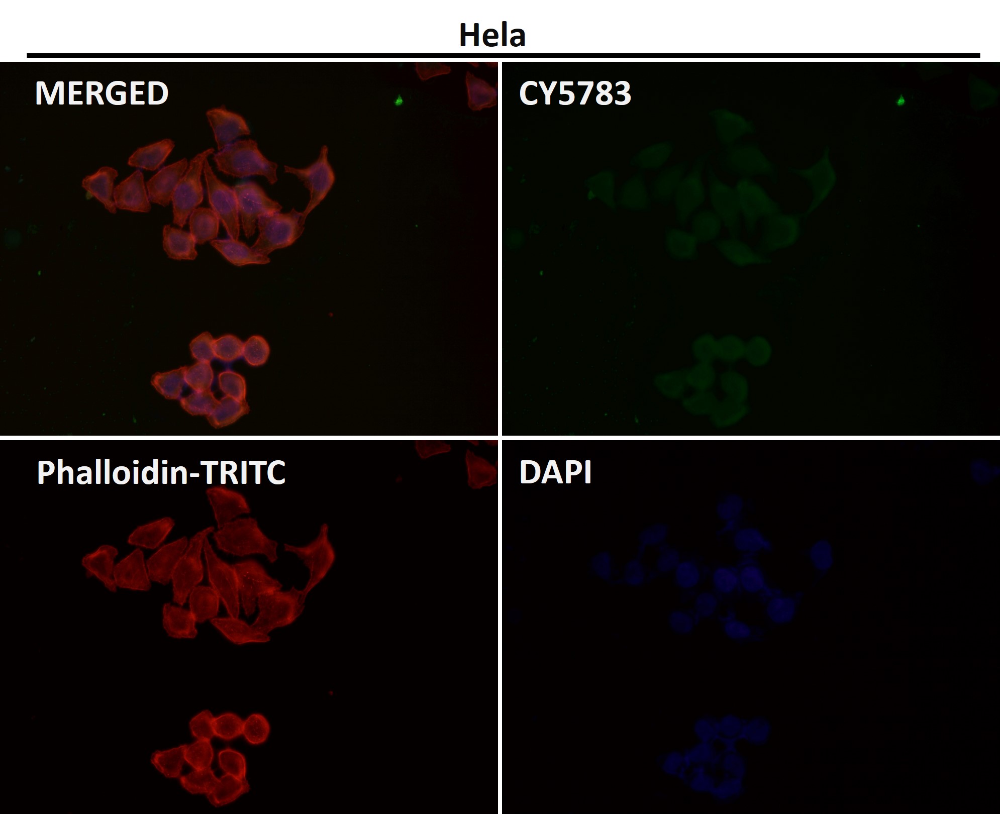 Cleaved-Caspase 3 p12 Ab