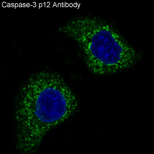 Cleaved-Caspase 3 p12 Ab