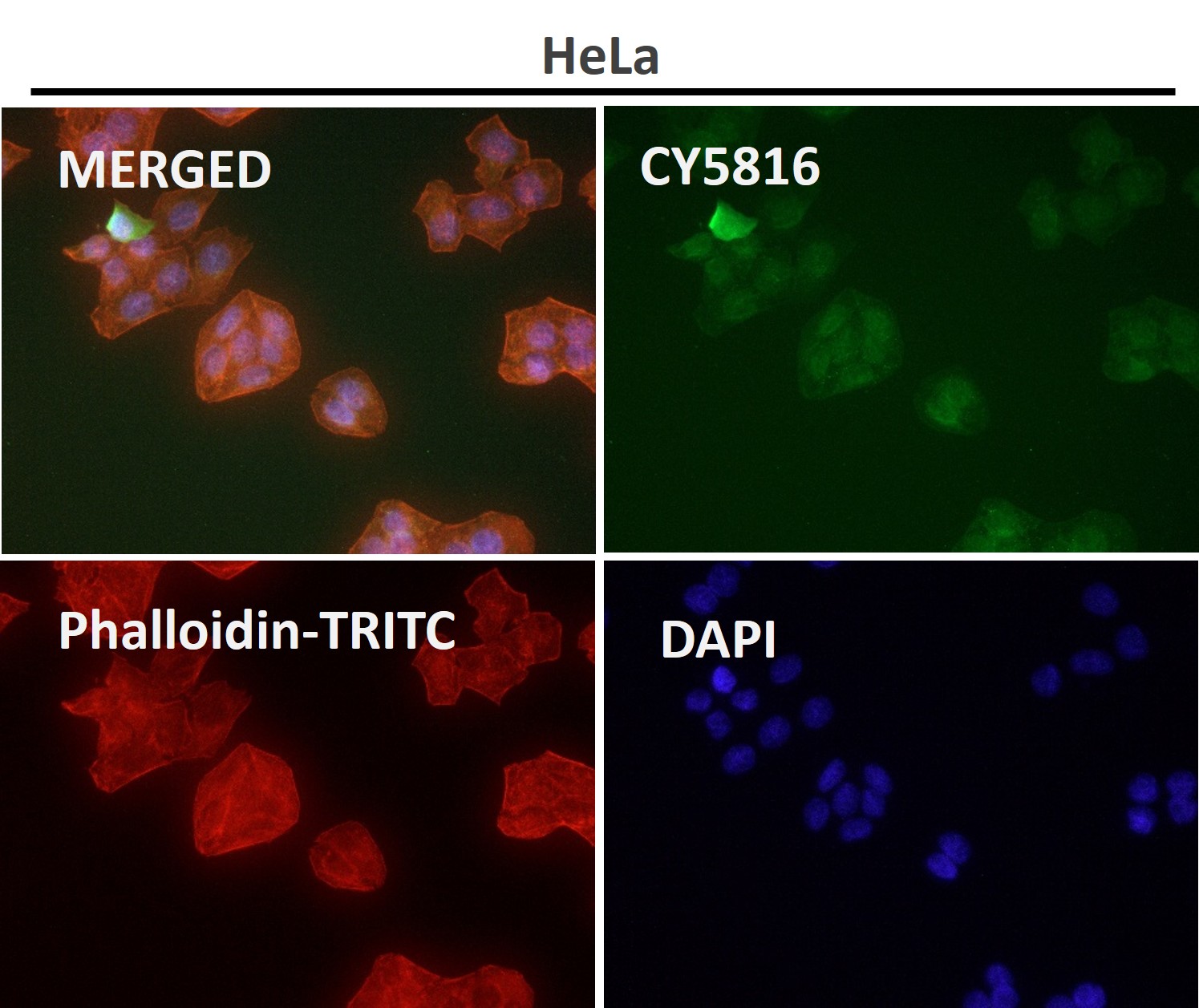 p-Cyclin E1 (T77) Ab