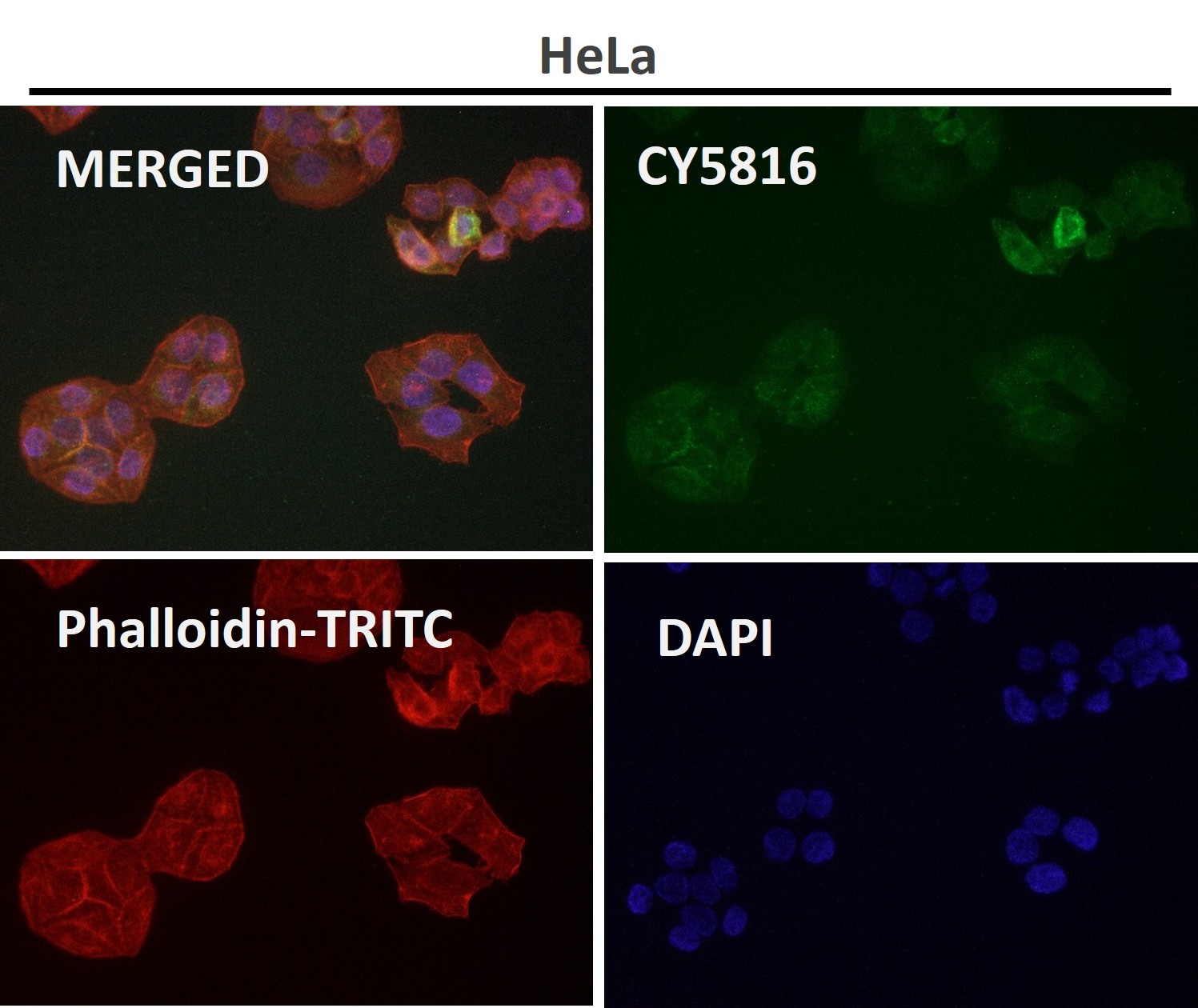p-Cyclin E1 (T77) Ab