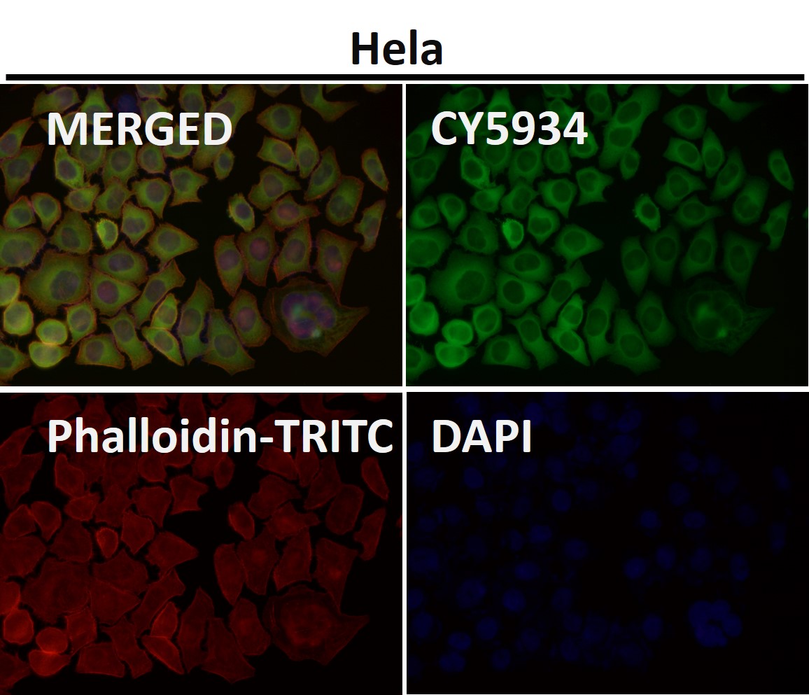 Hsp27 Ab