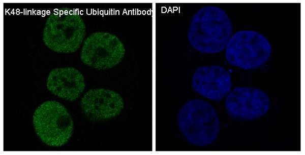 K48-linkage specific ubiquitin Ab