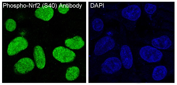 p-Nrf2 (S40) Ab