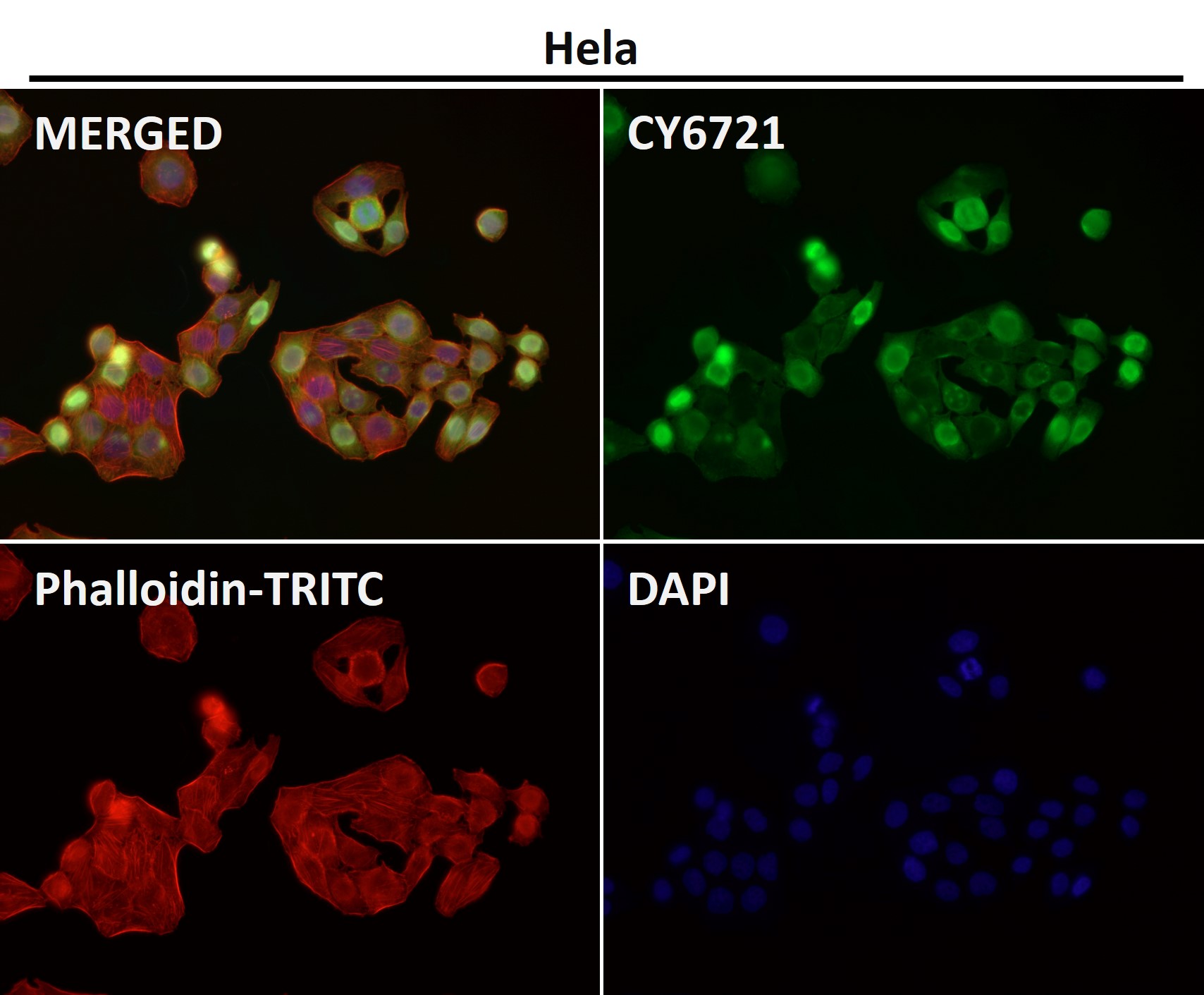 Annexin V Ab