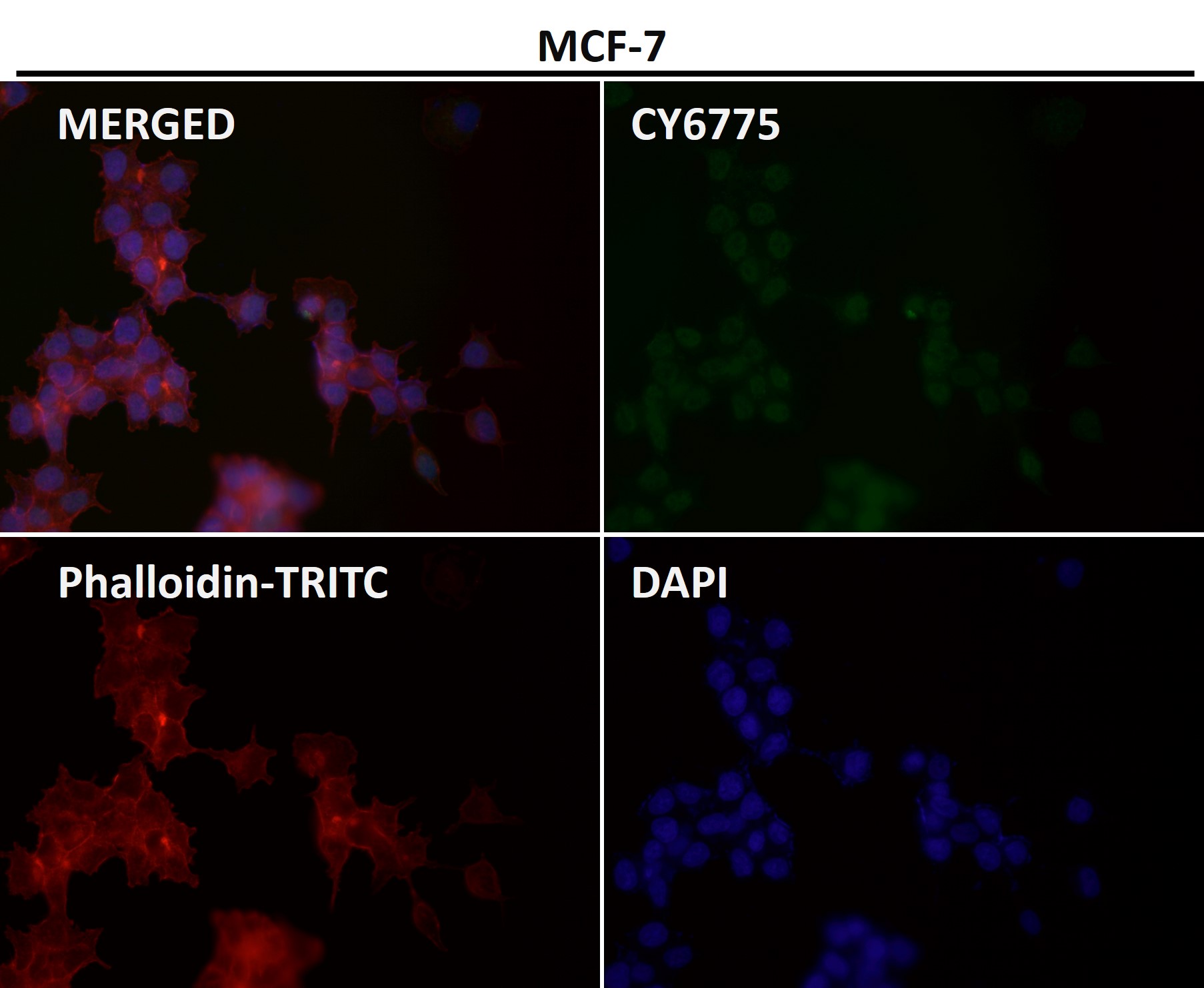 ATP5A Ab