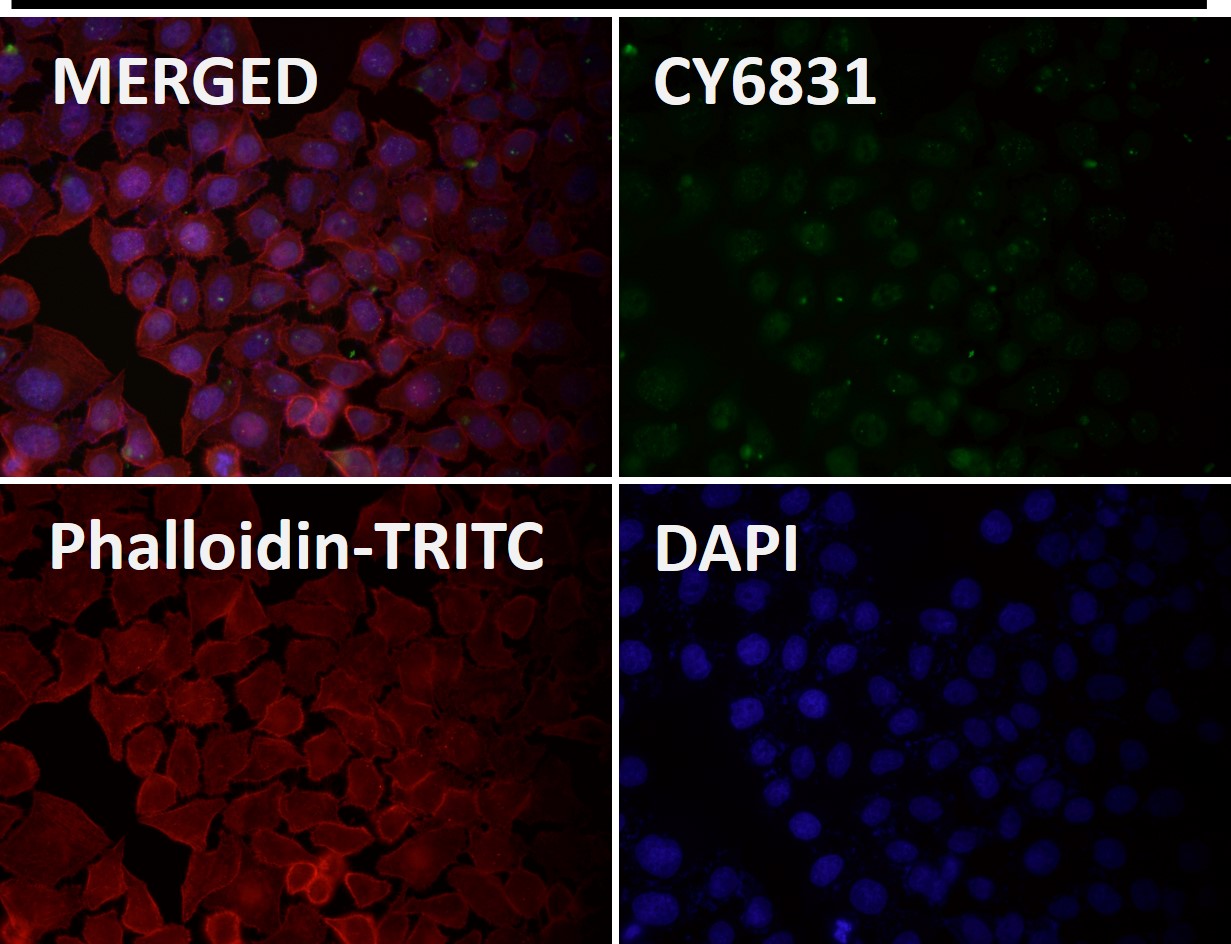 TP53BP1 Ab