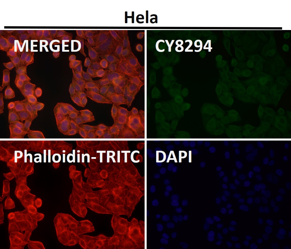 SHP substrate 1 Ab