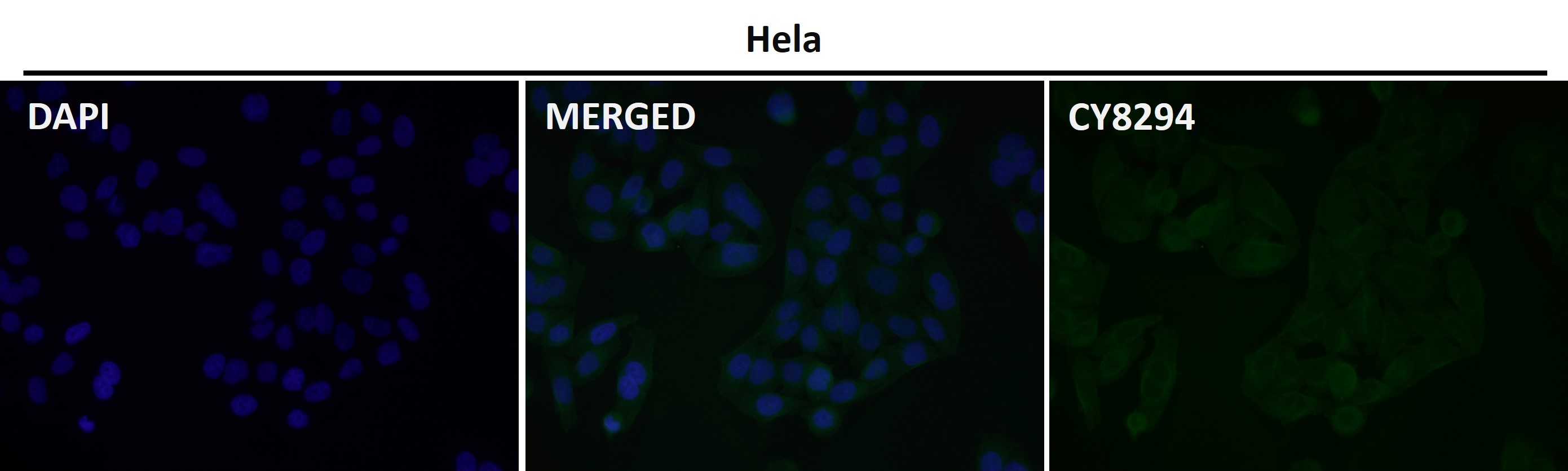 SHP substrate 1 Ab