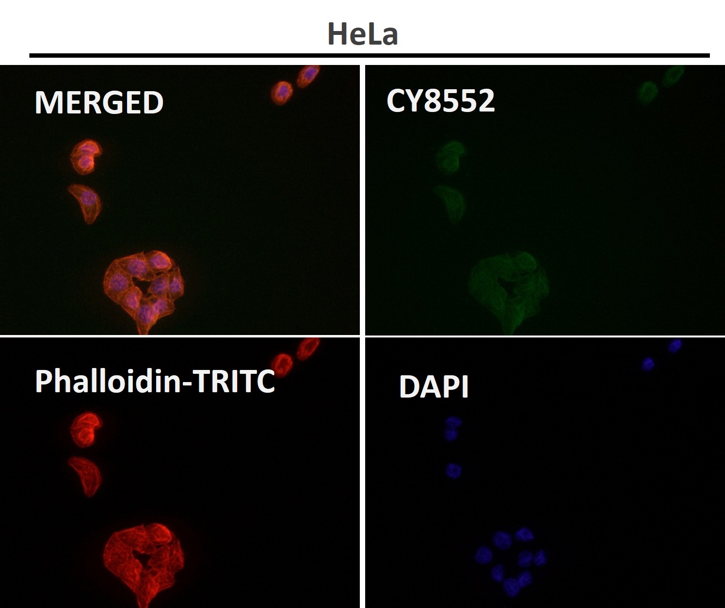 Ornithine decarboxylase Ab