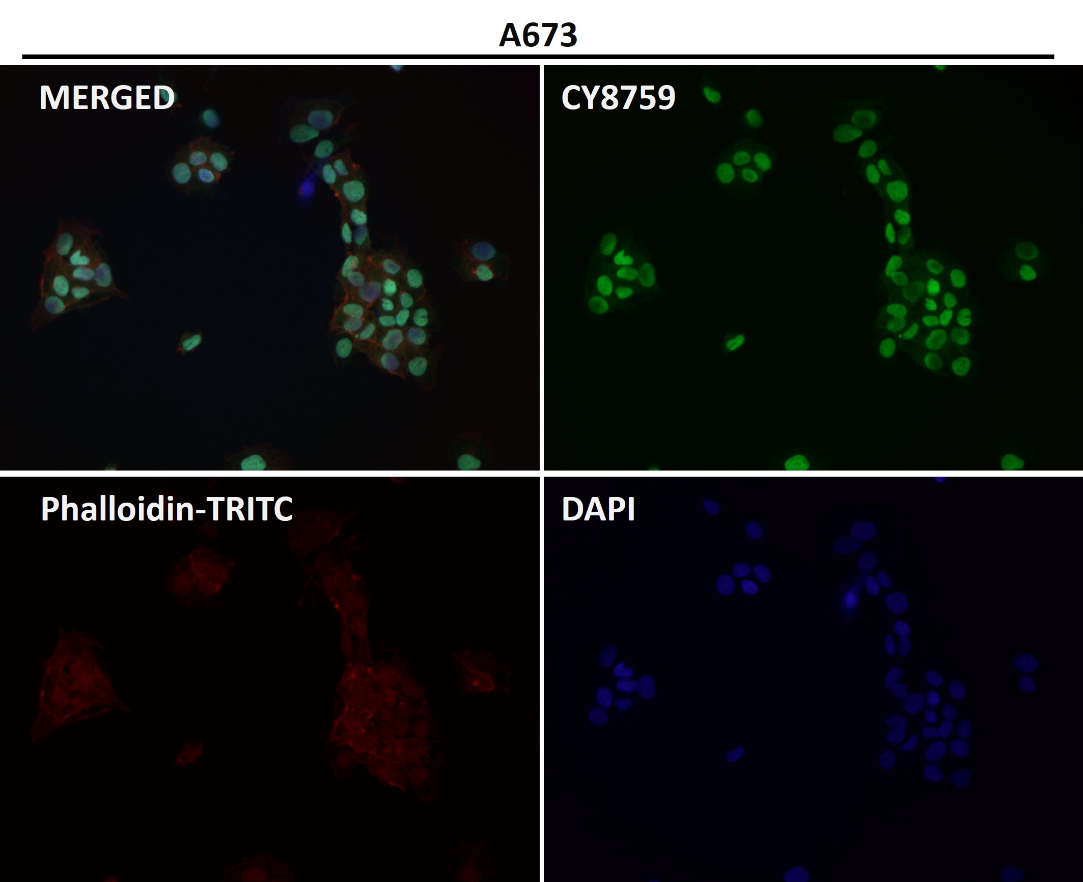 PTBP1 Ab