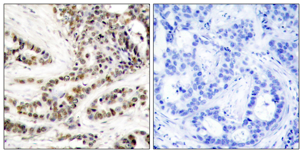 p-CREB1 (S129) Ab