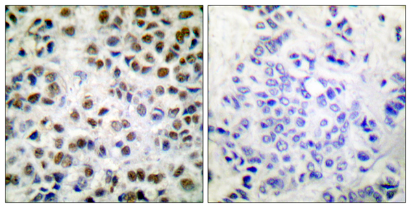 p-POLR2A (S5) Ab