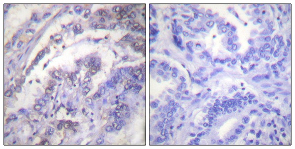 Histone H3 Ab