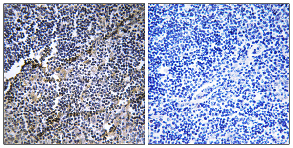 Collagen XIX alpha 1 Ab