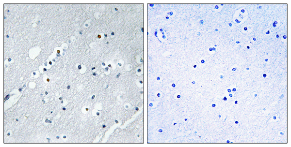 Histone H2B 1H Ab