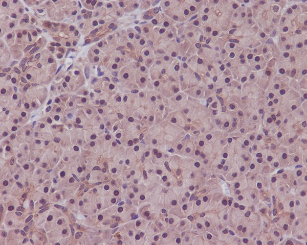PPP1A/B Ab