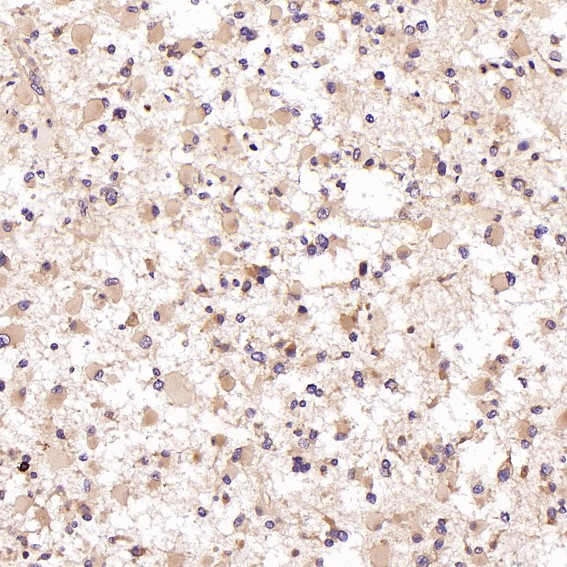 CD8 alpha Ab