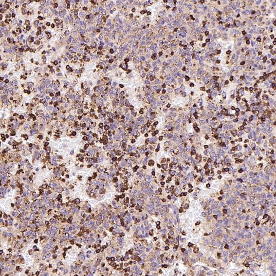 CD8 alpha Ab