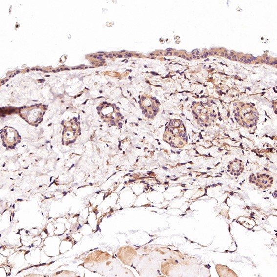 CD45 Ab