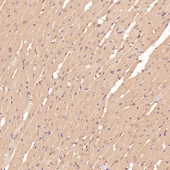 CDK5 Ab
