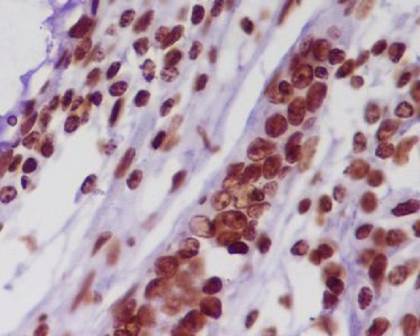 Histone H2A Ab