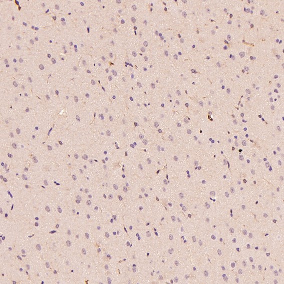 Lysozyme C Ab