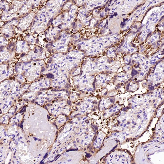 Lysozyme C Ab