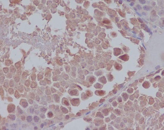 Nanog Ab