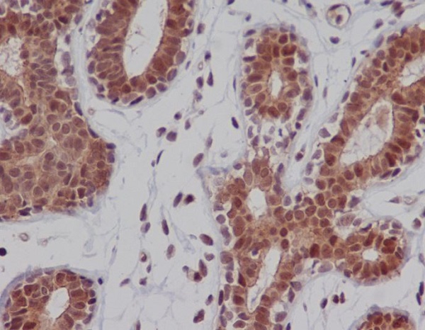 DNA PKcs Ab