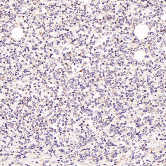 CD81 Ab
