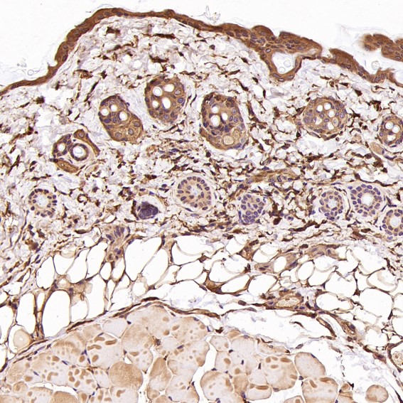 CDC42 Ab