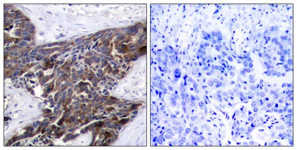 p-Connexin 43 (S367) Ab