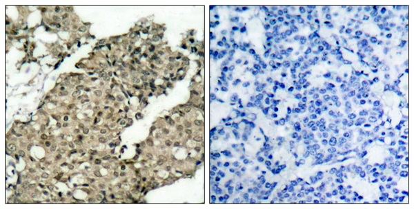 p-G3BP1 (S232) Ab