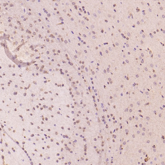 Histone H3 Ab