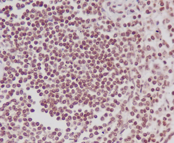 p-POLR2A (S5) Ab